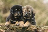 DOGUE DU TIBET 413
